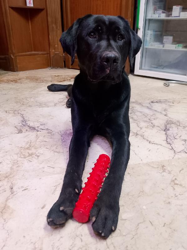 🌟 BRANDO, IL CUCCIOLO CHE ASPETTA SOLO DI ESSERE AMATO 🌟 Foto 3